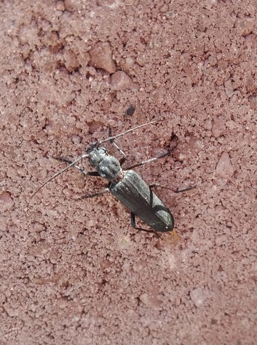 Rust pine borer