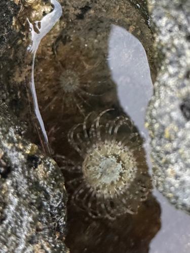 Exaiptasia diaphana, 2026-08-22