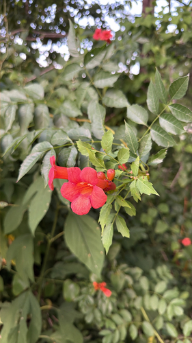 American trumpet vine