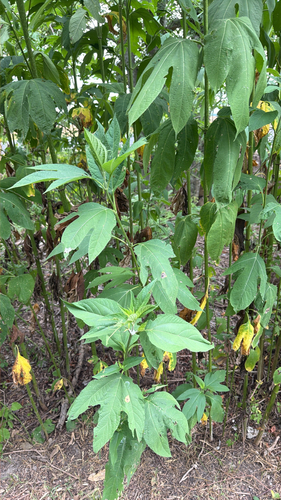 giant ragweed