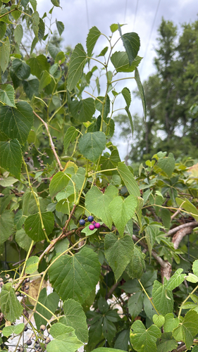 heart leaf peppervine