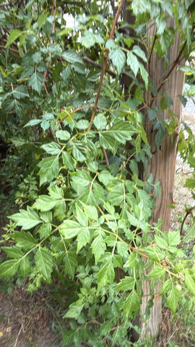 peppervine