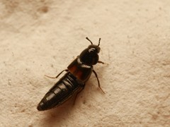 Aleochara bipustulata