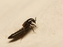 Aleochara bipustulata