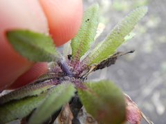 Arabidopsis thaliana