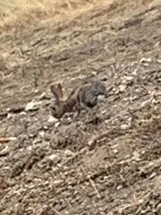 Sylvilagus audubonii