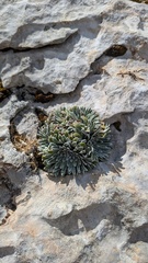 (c) frangp, some rights reserved (CC BY) Saxifraga longifolia, photograph (c) frangp, some rights reserved (CC BY)