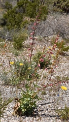 Penstemon bicolor roseus