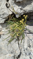 Bupleurum angulosum