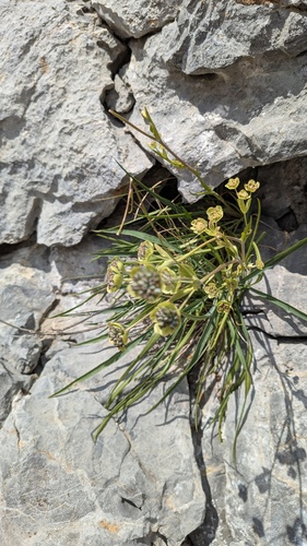 Bupleurum angulosum, photograph 2
