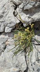 (c) frangp, some rights reserved (CC BY) Bupleurum angulosum, photograph (c) frangp, some rights reserved (CC BY)