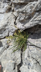 (c) frangp, some rights reserved (CC BY) Bupleurum angulosum, photograph (c) frangp, some rights reserved (CC BY)