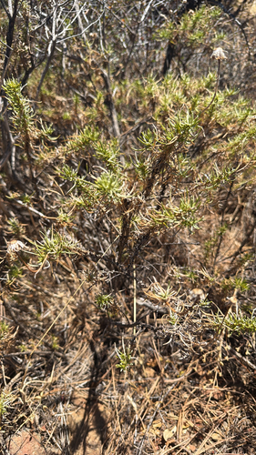 Ericameria linearifolia, 2026-08-19