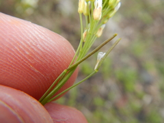 Arabidopsis thaliana