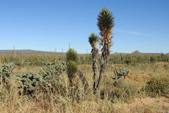 Yucca valida