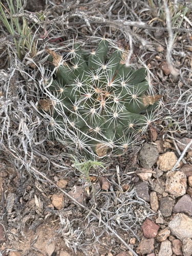 Cochemiea wrightii, photograph 1