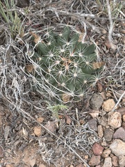 Cochemiea wrightii