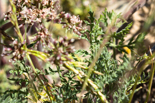 Lomatium macrocarpum, photograph 3