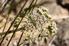 Lomatium macrocarpum, photograph (c) Joel Gardner, some rights reserved (CC BY)