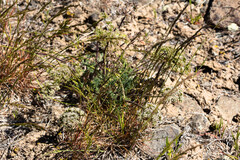 Lomatium macrocarpum, photograph (c) Joel Gardner, some rights reserved (CC BY)