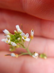 Arabidopsis thaliana