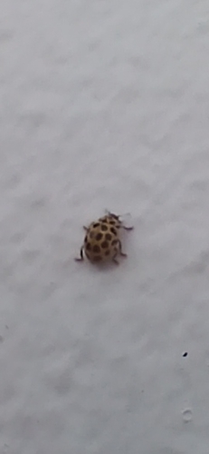 22-spot Ladybird