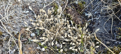 Phleum arenarium observed 2026-08-22