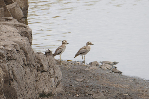 iNaturalist: (c) Lauren McGough, some rights reserved (CC BY-NC), uploaded by Lauren McGough iNaturalist image