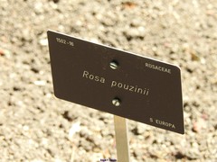 Rosa pouzinii