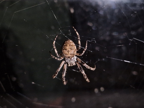 Grey Cross Spider