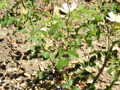 Rosa pouzinii