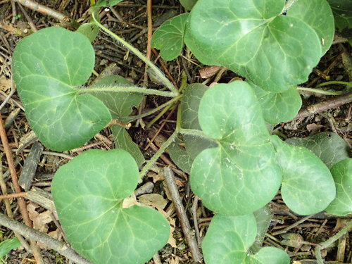 Europinė pipirlapė