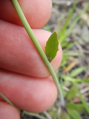 Arabidopsis thaliana