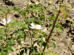 Rosa pouzinii