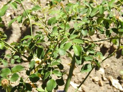 Rosa pouzinii