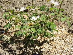 Rosa pouzinii