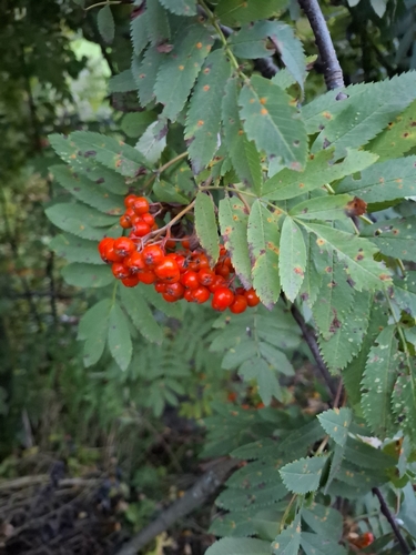 European mountain ash