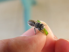 Megachile