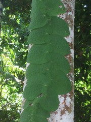 Rhaphidophora