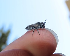 Megachile