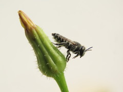 Megachile