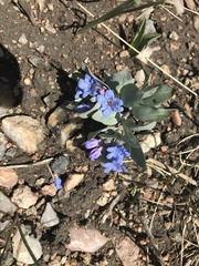 Mertensia lanceolata