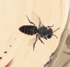 Megachile