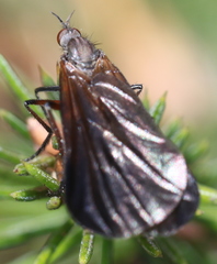 Empis borealis