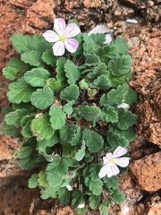 Erodium corsicum