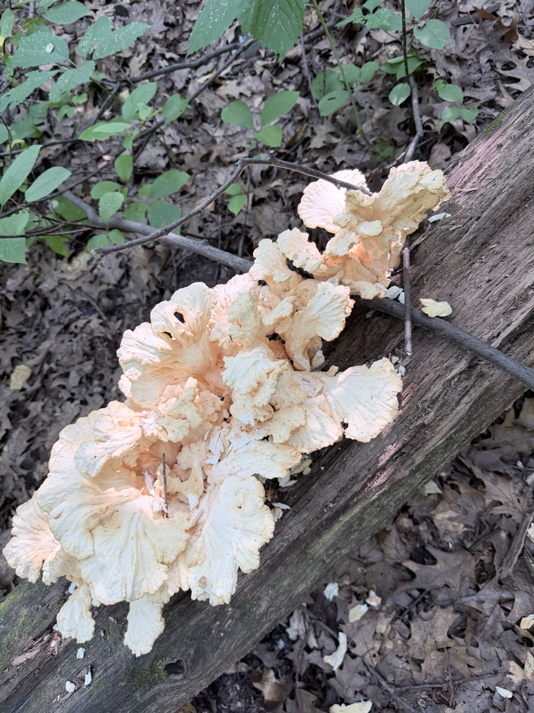 chicken of the woods · August 2026 · photo: Photo: (c) Erica Tava Johnson, some rights reserved (CC BY) · iNaturalist