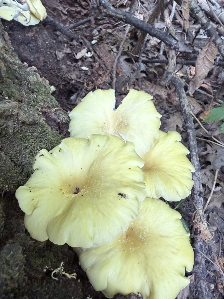 Golden Oyster Mushroom · August 2026 · photo: Photo: (c) Erica Tava Johnson, some rights reserved (CC BY) · iNaturalist