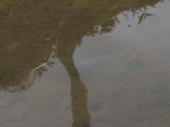 Acanthopagrus schlegelii