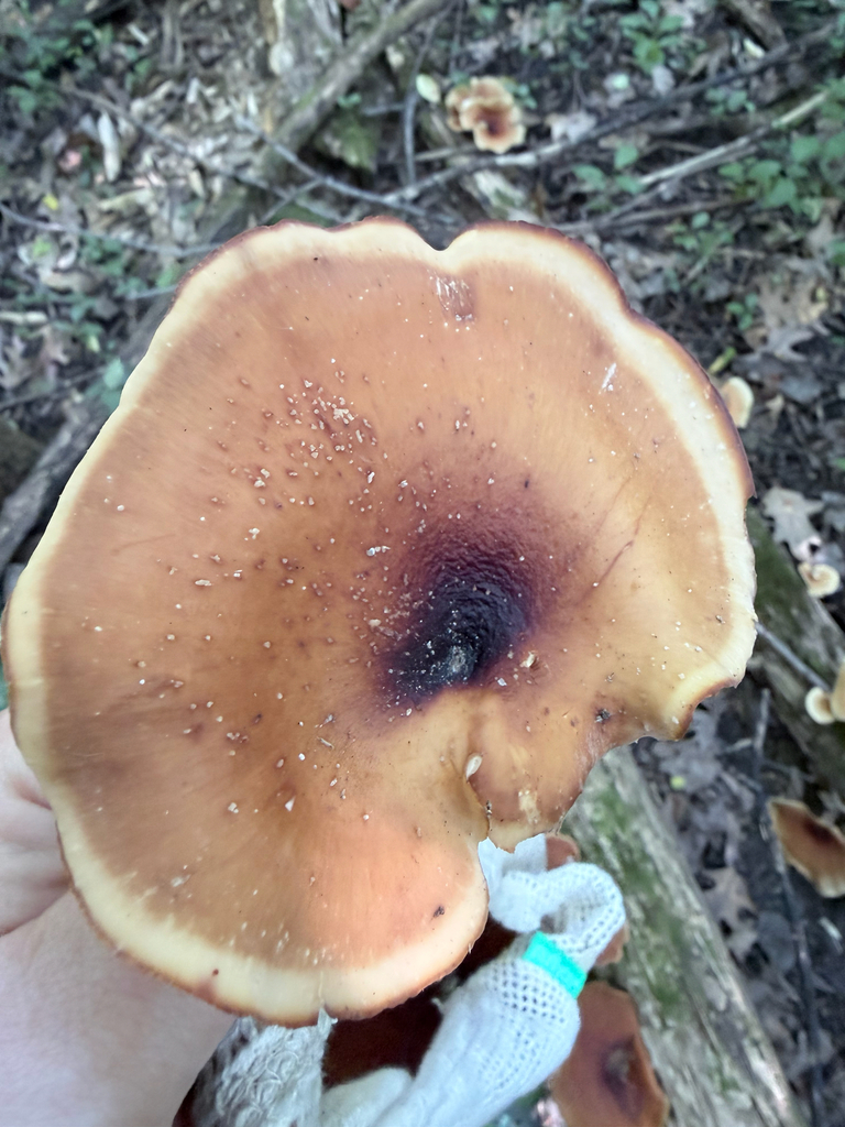 Bay Polypore · August 2026 · photo: Photo: (c) Erica Tava Johnson, some rights reserved (CC BY) · iNaturalist