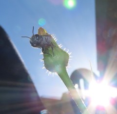 Megachile